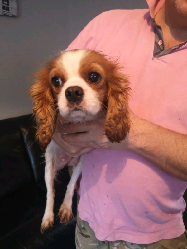 cavapoo puppies for sale yorkshire